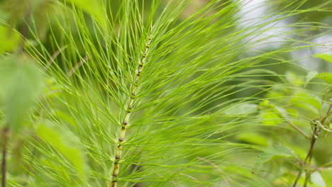 close up of green horsetail plant growing wild outdoors in countryside