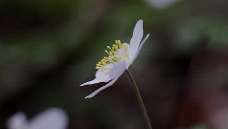 Delicadas-Flores-Blancas-De-Anémona-Silvestre-Florecen-Bajo-El-Sol-De-Primavera-En-Madera-Inglesa