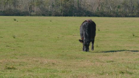 Vaca-Becerro-Negro-Comiendo-Hierba-En-Un-Campo-De-Jardín