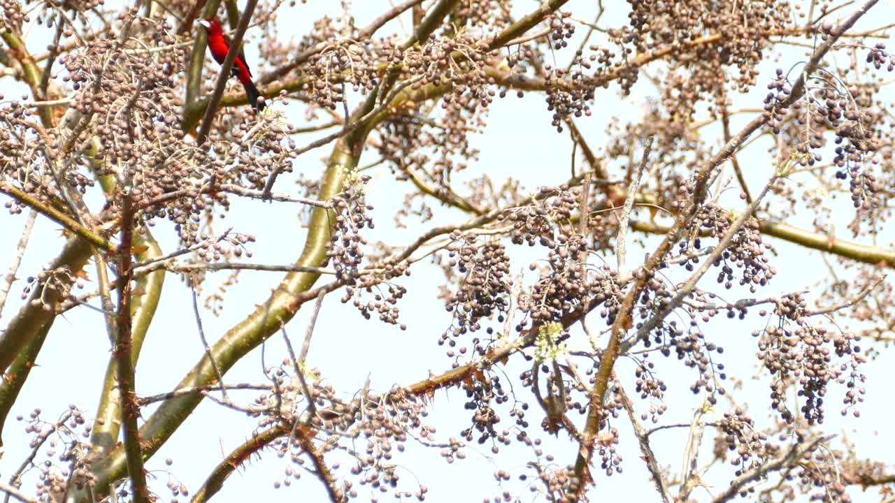 Two beautiful tropical birds with vibrant colors resting in a tree