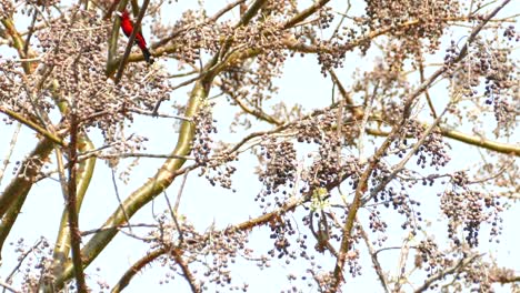 Dos-Hermosos-Pájaros-Tropicales-Con-Colores-Vibrantes-Descansando-En-Un-árbol