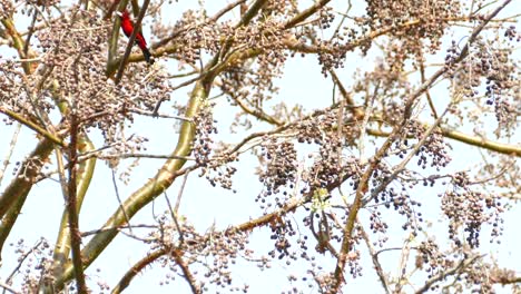 Zwei-Wunderschöne-Tropische-Vögel-Mit-Leuchtenden-Farben-Ruhen-In-Einem-Baum