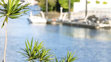 tree swaying near boats on a river