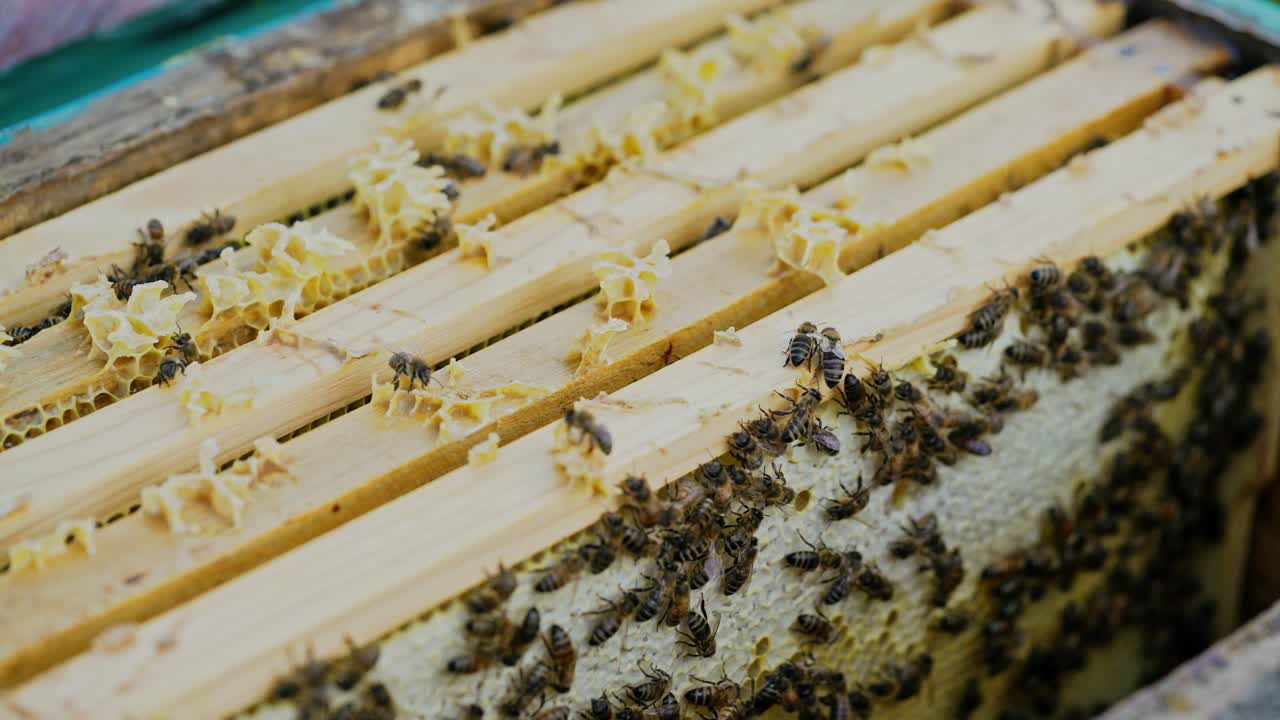 Frames of a beehive. Working bees in a hive. Bees turn nectar into honey.