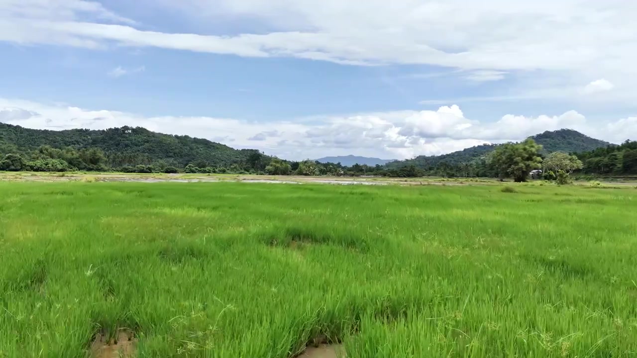 ภาพโดรนมุมต่ำระดับเข่าแบบดันเข้า บินเหนือนาข้าวที่เพิ่งปลูกใหม่ในโปบลาซิออน, ตัยตัย, ปาลาวัน, ฟิลิปปินส์ โดรนร่อนอยู่เหนือแถวต้นกล้าสีเขียวอ่อน