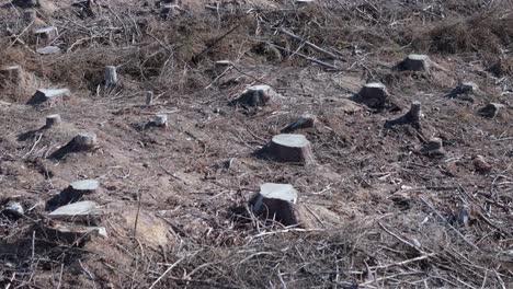 cleared land and deforestation in a forest with cut down trees and cut tree trunks