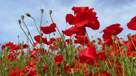 Amapolas-Silvestres-Flores-Rojas-Naturales-En-Cámara-Lenta-De-Campo