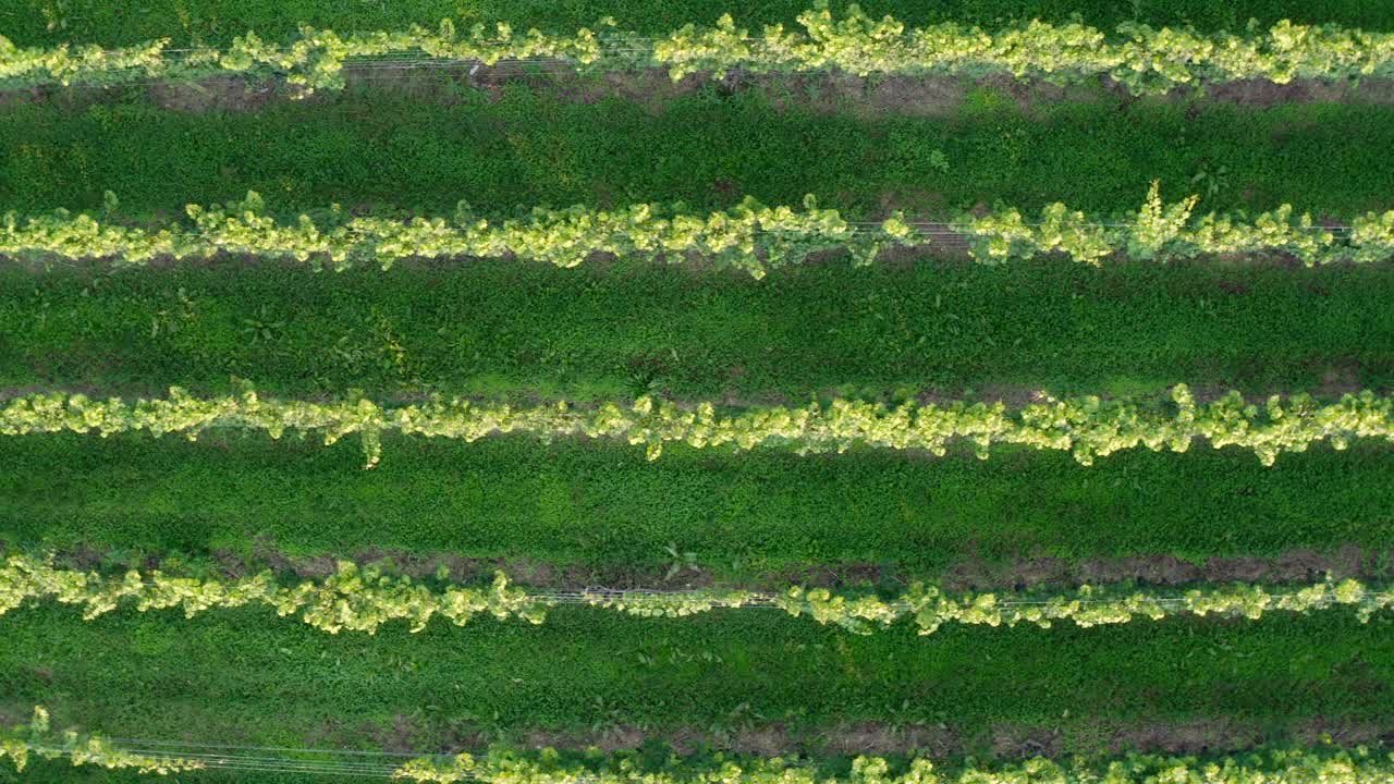 antena de arriba hacia abajo del viñedo verde durante la luz mágica de la hora dorada