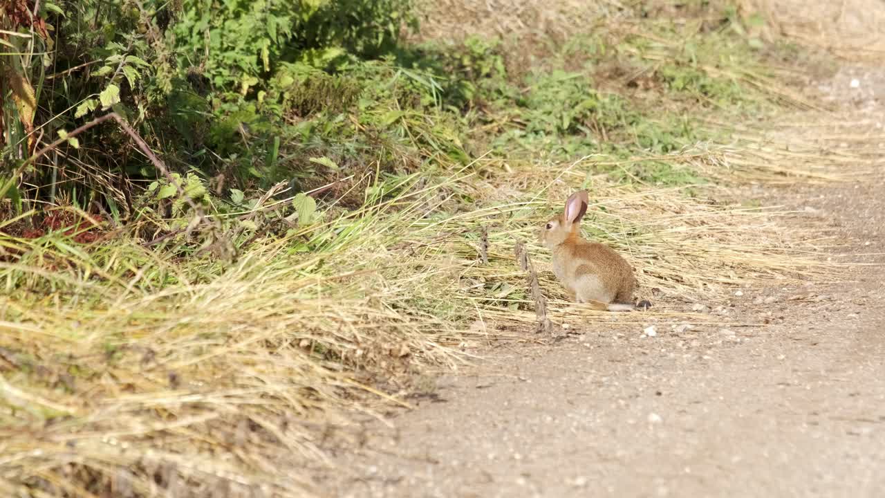 pequeño conejito salvaje en el campo en