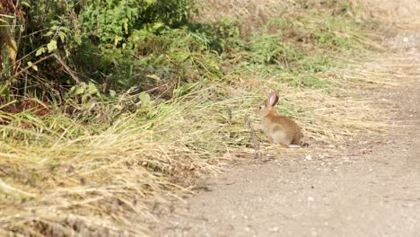 Wildes-Kleines-Hasenkaninchen-Auf-Dem-Land-In