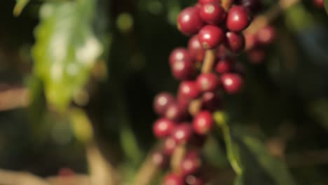 una vista de cerca de granos de café rojos y plantas de bayas en una plantación en colombia donde los granos están listos para ser cosechados en una granja tradicional de café en sierra nevada colombia