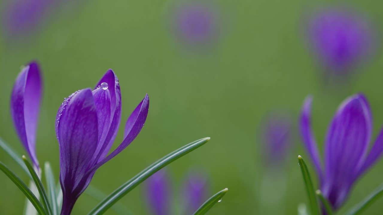 Rekaman video close-up bunga crocus ungu cerah berembun, dengan latar belakang hijau yang kabur.