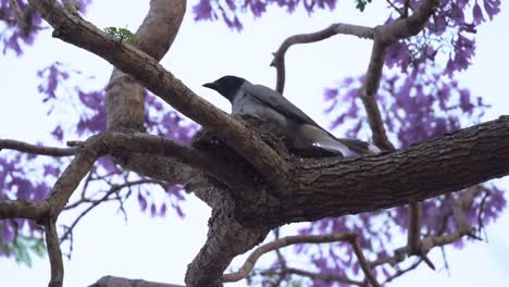 Especies-Paseriformes-Protegidas,-Cuckooshrike-De-Cara-Negra,-Coracina-Novaehollandiae-Nativa-De-Australia,-La-Madre-Y-Su-Pollito-Vieron-Anidar-En-Un-árbol-De-Jacaranda-En-La-Temporada-De-Cría-De-Primavera