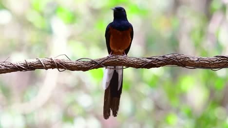 White-rumped-Shama-Perched-on-a-Vine-with-Forest-Bokeh-Background,-Copsychus-malabaricus,-in-Slow-Motion