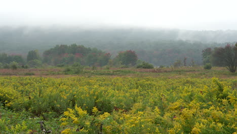 Ein-Feld-Blühender-Goldruten,-Umgeben-Von-Der-Schönheit-Der-Herbstfarben-An-Einem-Nebligen-Herbstmorgen