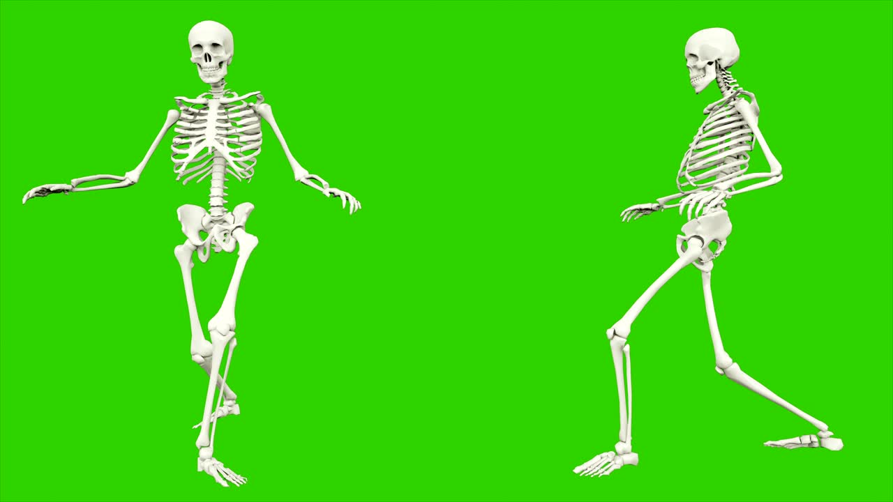 Skeleton sneaks. Seamless loop animation on green screen.