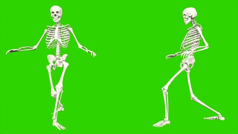 skeleton sneaks. seamless loop animation on green screen.