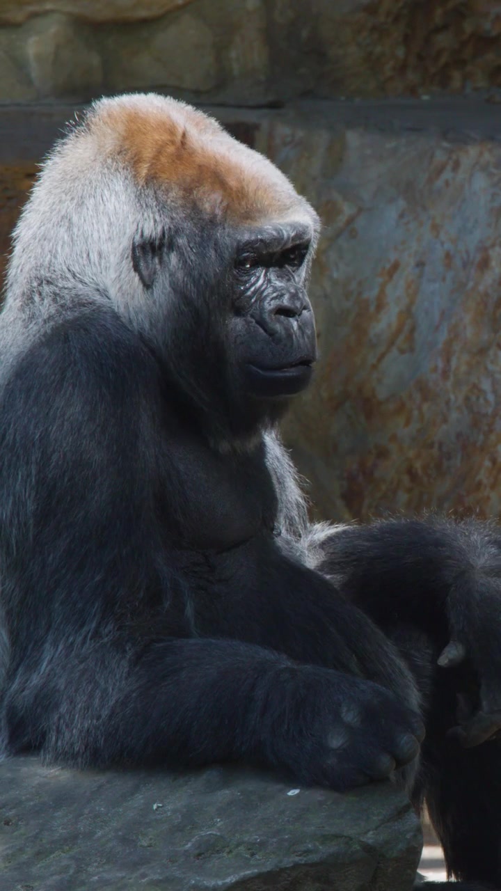 Un gorilla silverback siede tranquillamente su una sporgenza di pietra in un recinto dello zoo, mentre si pulisce il viso e le dita sotto la luce naturale del giorno con un movimento minimo della telecamera.