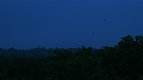 nature's homecoming: birds and night in the rainforests