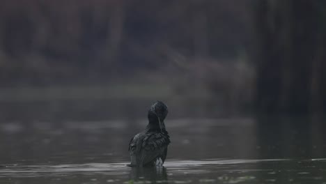 Gran-Cormorán-Descansando-En-La-Mañana-Después-De-Pescar