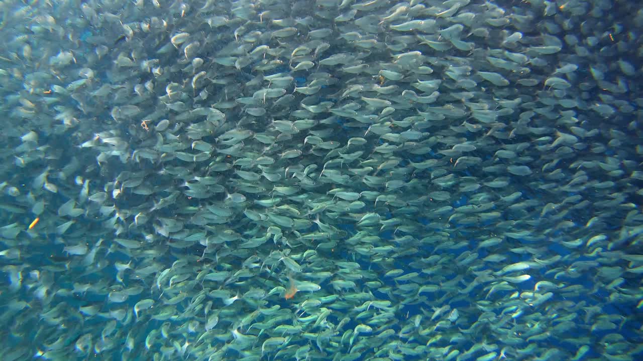 una gran escuela de sardinas capturada de cerca