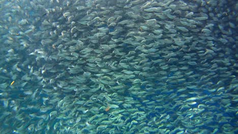 a large school of sardines captured from up close