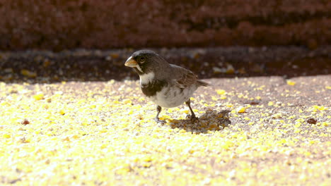 birds eating ground corn in a feeder