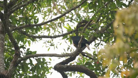seen from its side preening a little then flies away towards the nest, wreathed hornbill rhyticeros undulatus, male, thailand