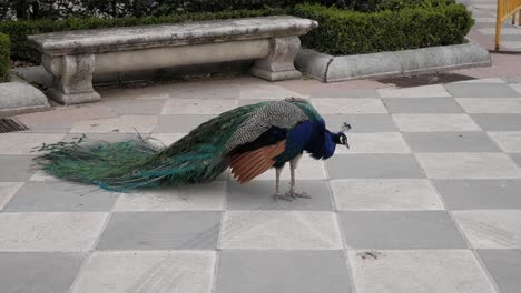 Pfau-Schüttelt-Flügel-Und-Geschlossene-Schwanzfedern-Im-Garten-Von-Cecilio-Rodriguez,-Im-Retiro-Park,-Madrid