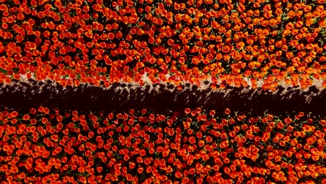 red tulip fields aerial view