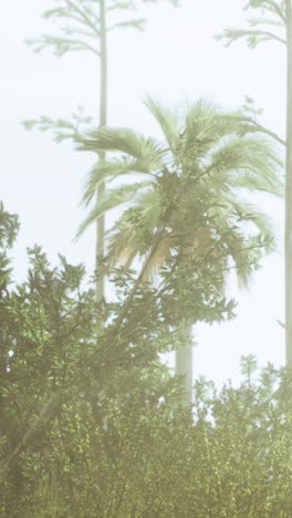 tropical forest with fog