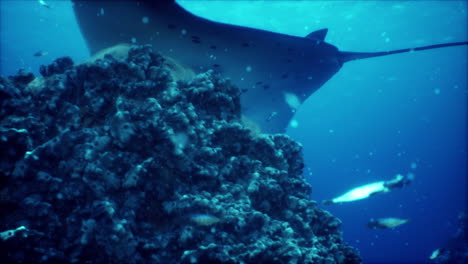 majestic manta ray in coral reef