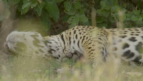 jaguar asleep and relaxed moves while laying down