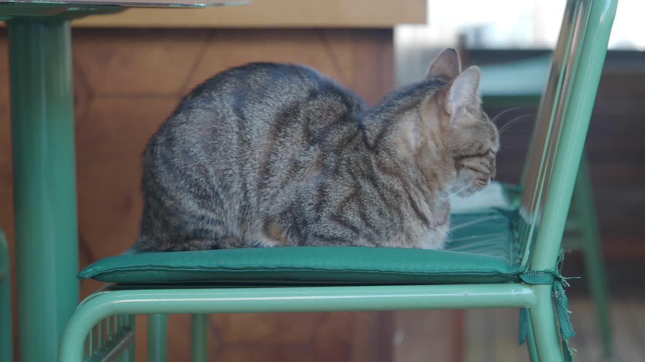 초록색 의자 에 앉아 있는 타비 고양이