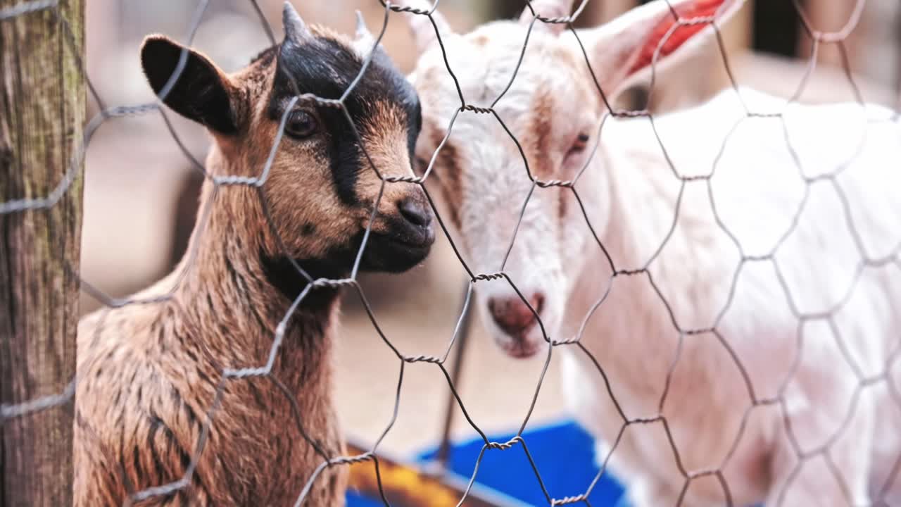 A young child feeding baby goats through a wire mesh fence at a petting zoo