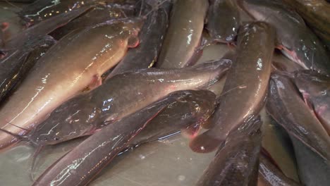 bagre vivo en el mostrador en la calle del mercado de pescado asiático de tailandia para la venta
