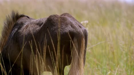 Panning-shot-of-a-wildebeest-eating-the-grass-in-the-endless-African-plains