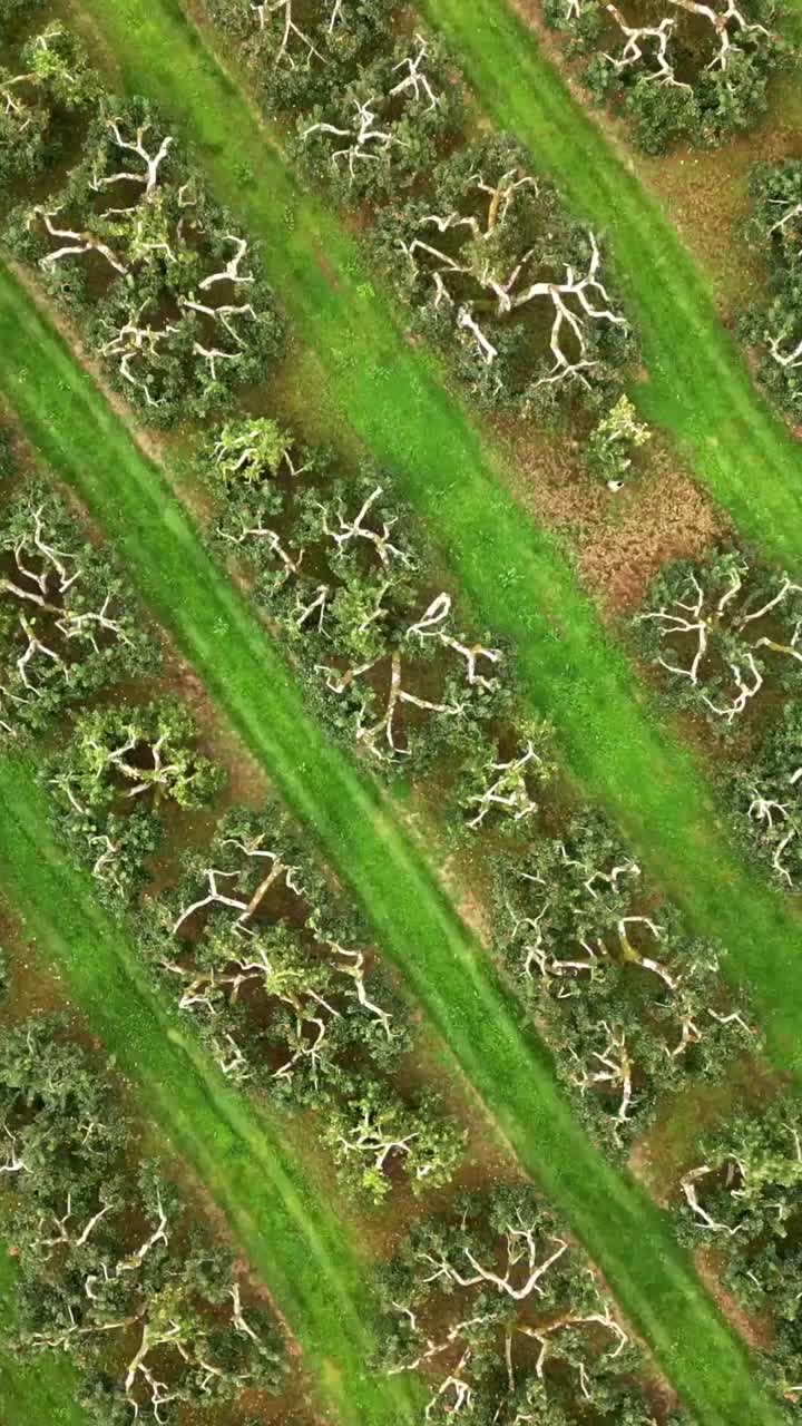Descending social ratio 60FPS aerial of a cider field in County Antrim in Northern Ireland. Produced in 1080x1920 with broadcast ready Rec709 color