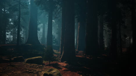 foggy redwood forest
