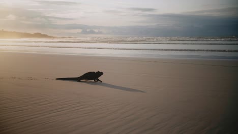 iguana marina de galápagos caminando en la playa de la bahía de tortuga - iguanas de la isla de santa cruz naturaleza