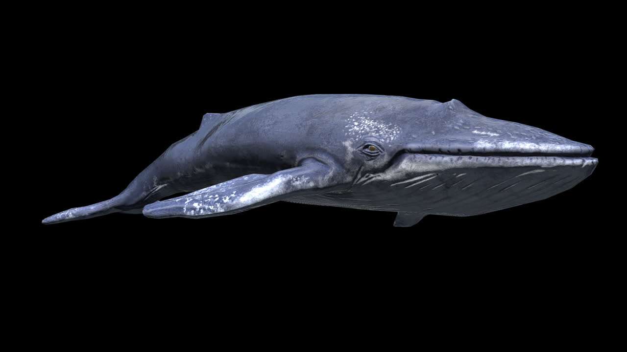 Whale Swimming With Alpha Channel