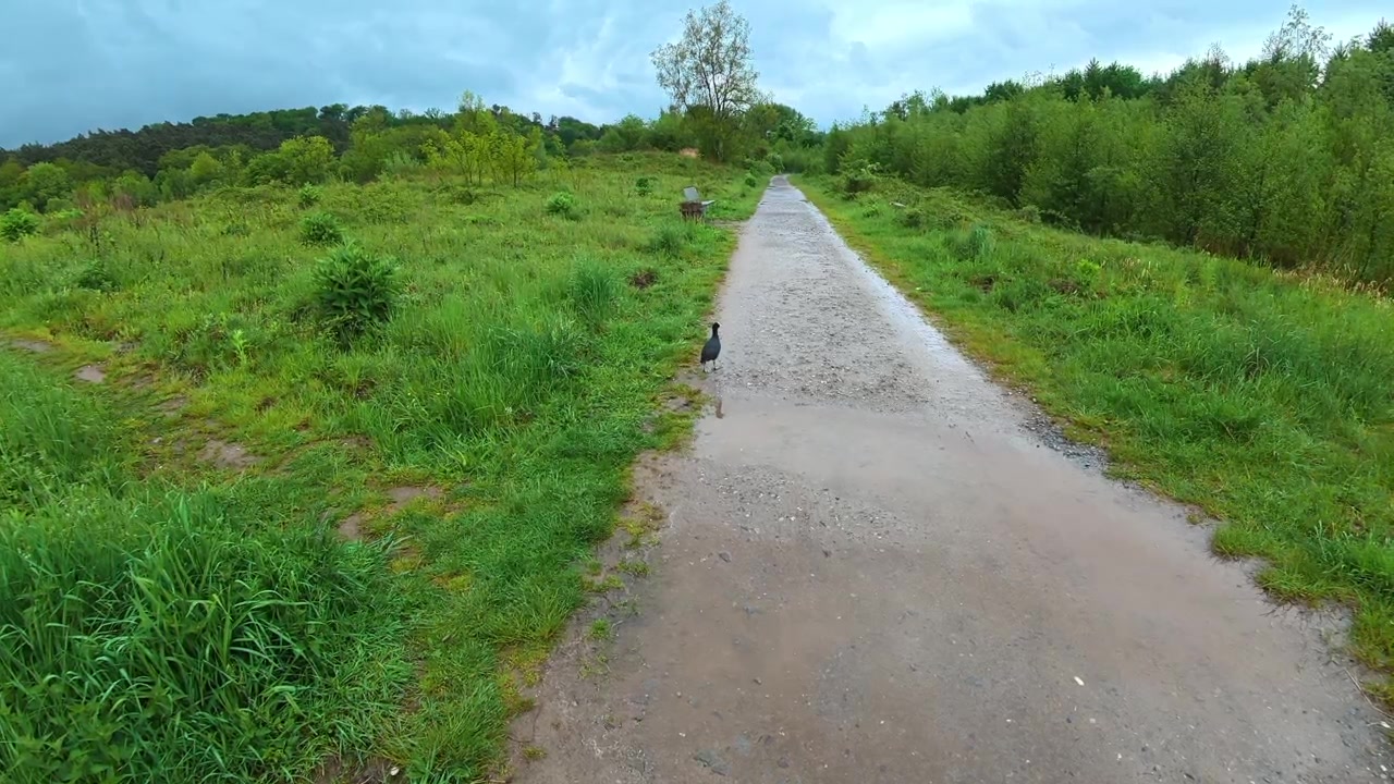Eurasian common moorhen walking along a muddy path in a lush green park after the rain