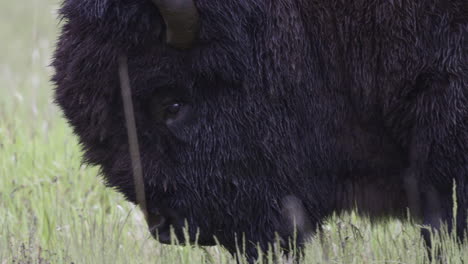 bison americano macho pastando, primer plano, en cámara lenta
