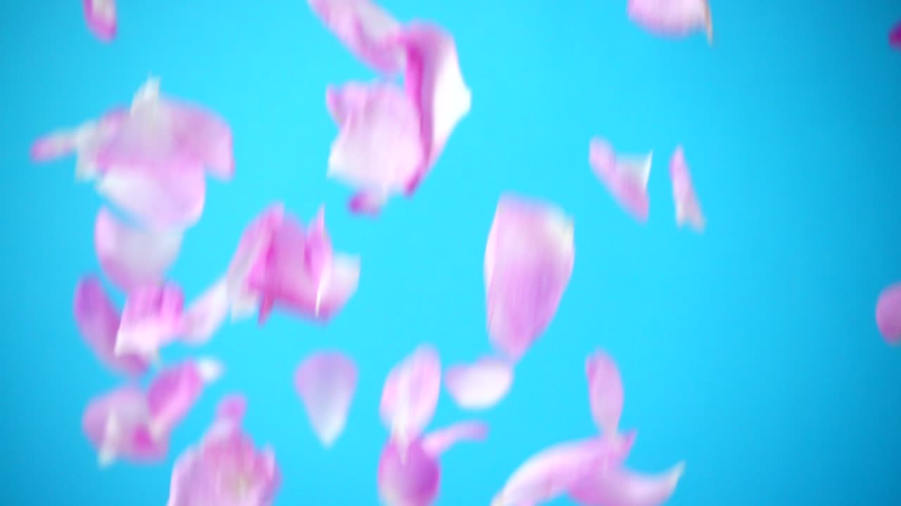 Herabfallen von Blütenblättern einer Teerose. Zeitlupe. Teerose