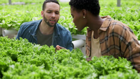 Crecimiento-De-Lechuga,-Agricultores-E-Invernadero.