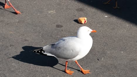 gaviotas que interactúan y se alimentan de restos de comida