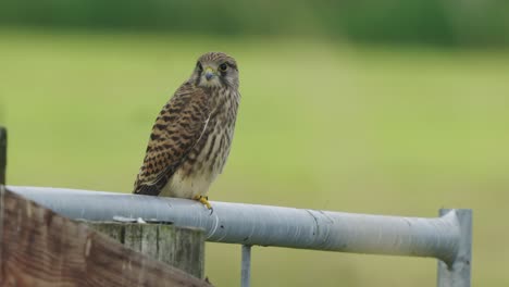 Europäischer-Turmfalke-Thront-Auf-Einem-Metalltor,-Das-Sich-Mit-Grünem-Bokeh-Hintergrund-Umsieht