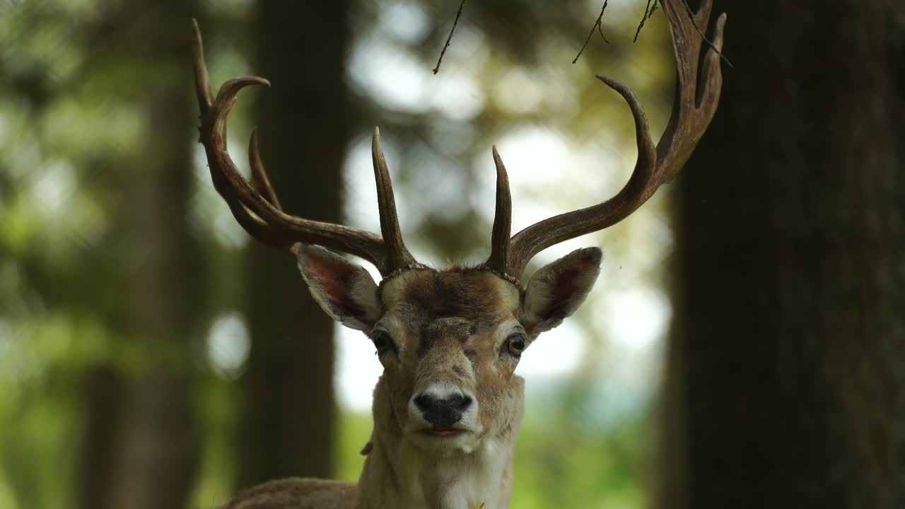 retrato de venado de cola blanca con grandes cuernos en el fondo de los árboles del bosque