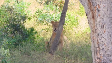 Hand-Held-Shot-Reveals-Southern-Lions-Animals-Hidden-inside-Savannah-Landscape