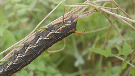 oruga esfinge de enredadera